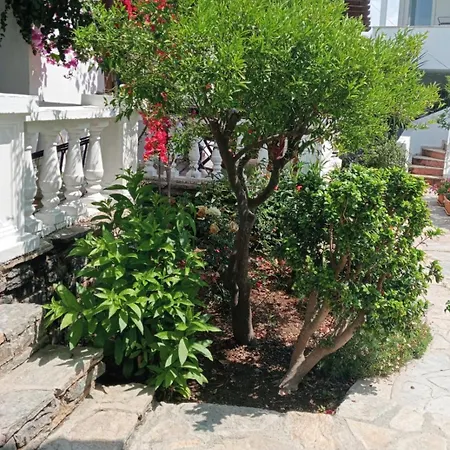 Cedi Αλικαρνασσός